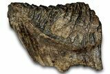 Woolly Mammoth Lower M Molar - North Sea Deposits #298458-5